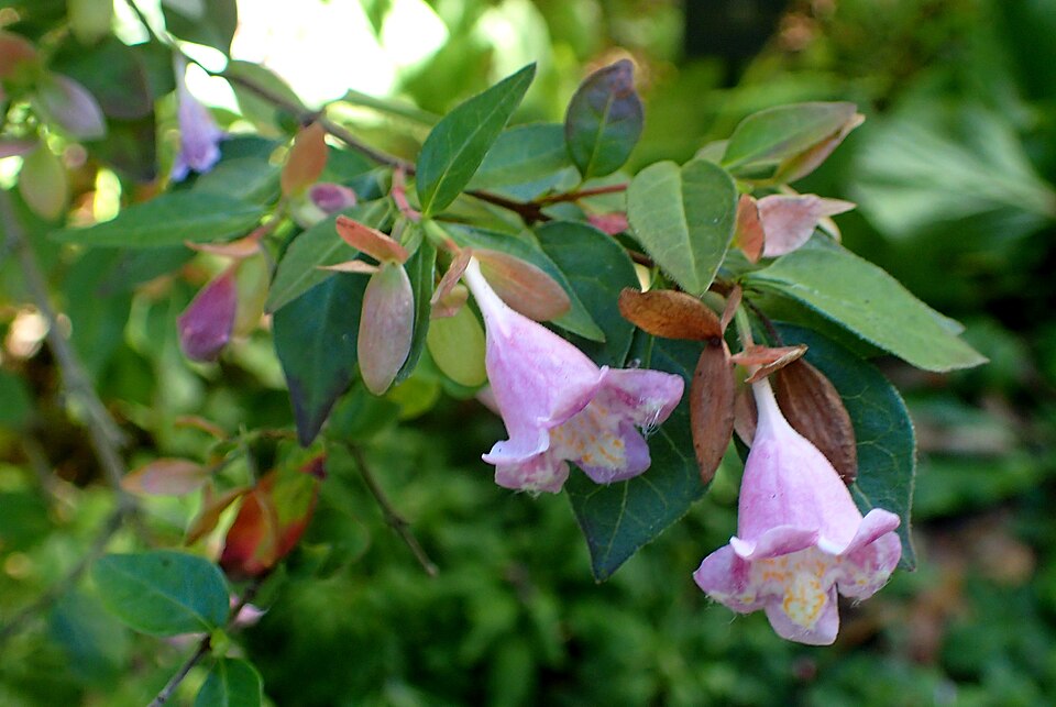 Abelia