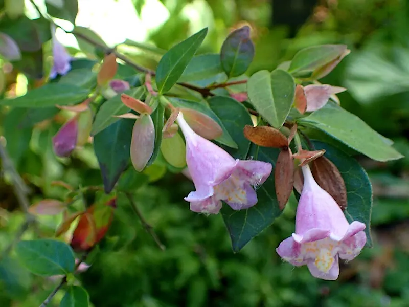 Abelia