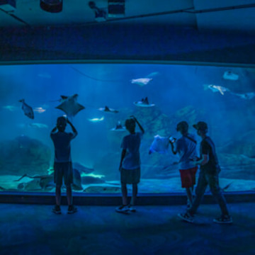 Four people silhouetted against Toronto's Ripleys Aquarium's stingray tanks under blue light