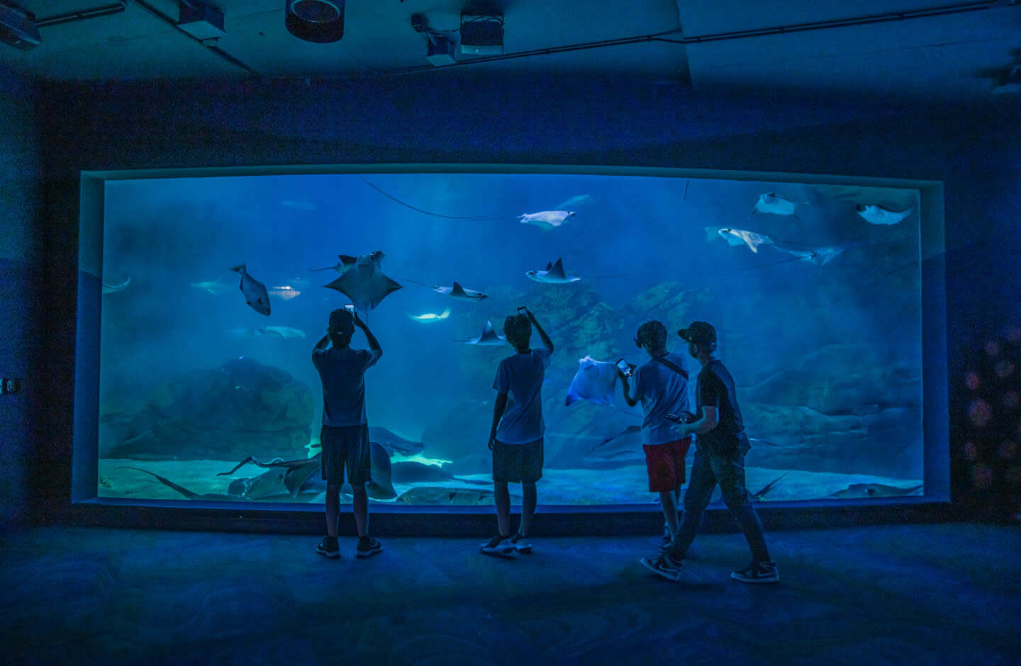 Four people silhouetted against Toronto's Ripleys Aquarium's stingray tanks under blue light