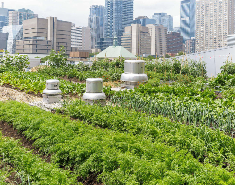 Rooftop farm