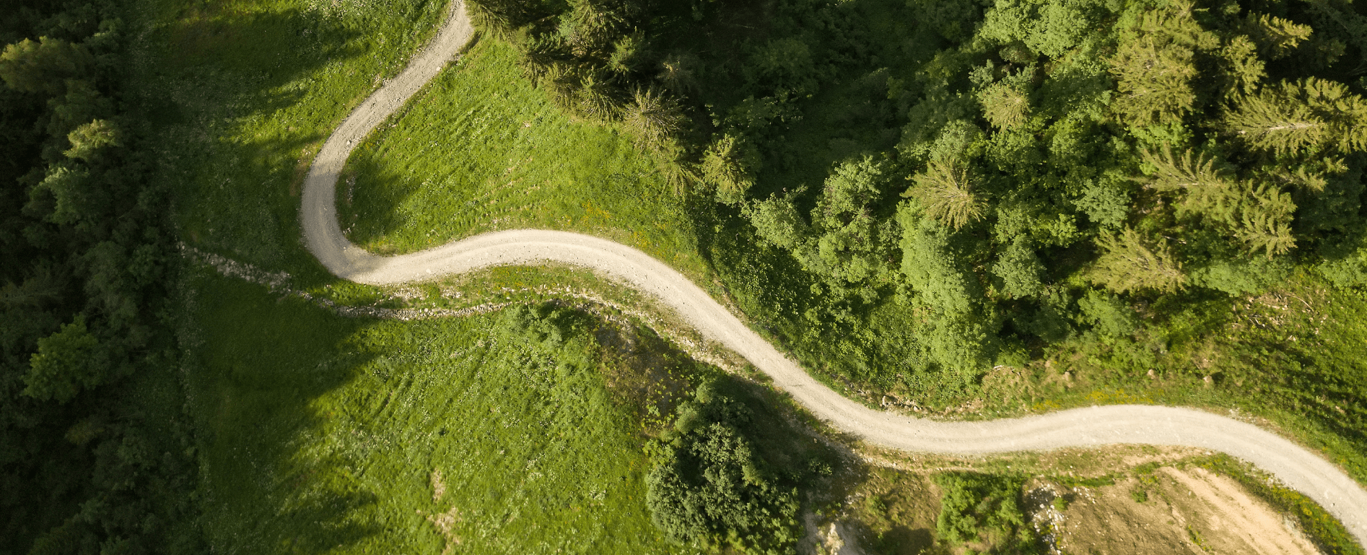 path winding through trees