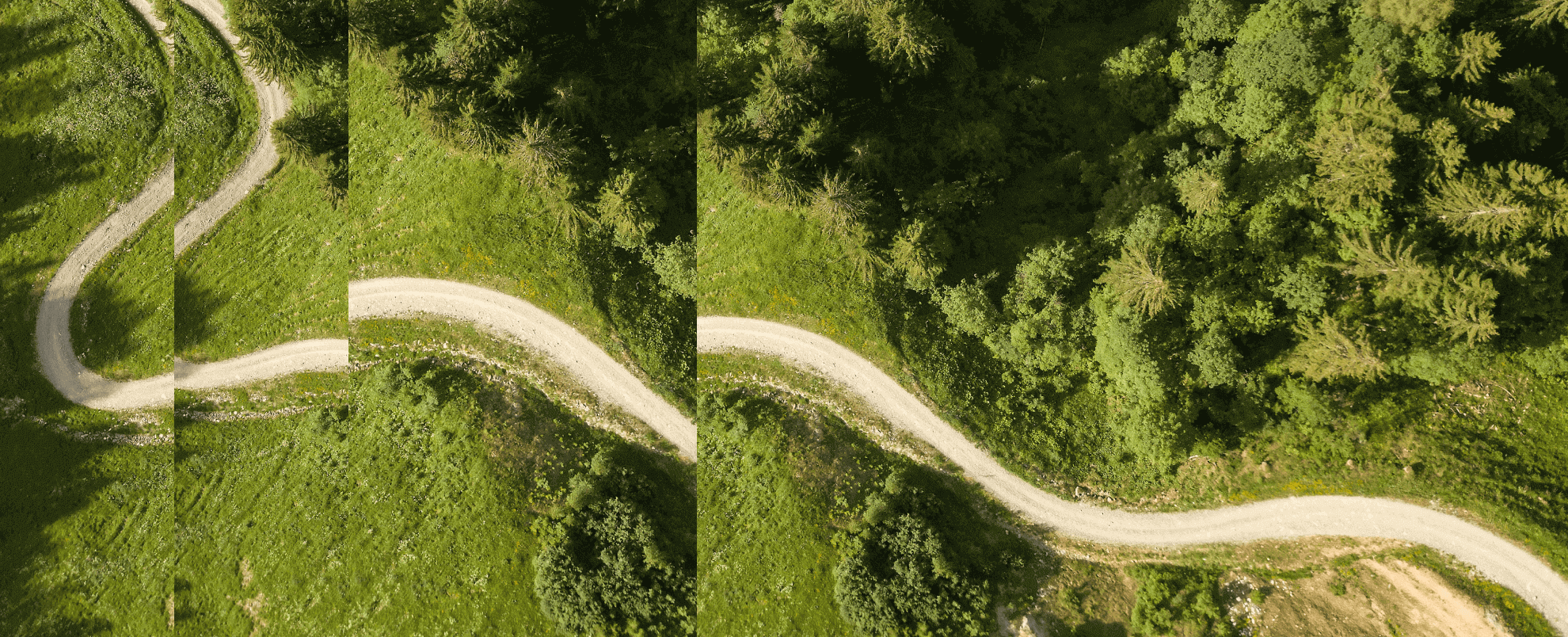 path winding through trees