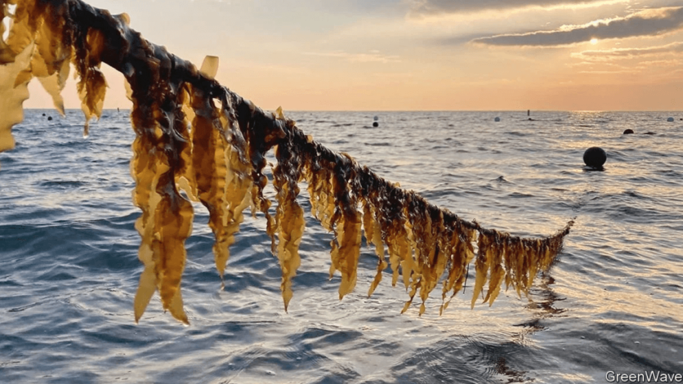 Seaweed caught on line above the sea