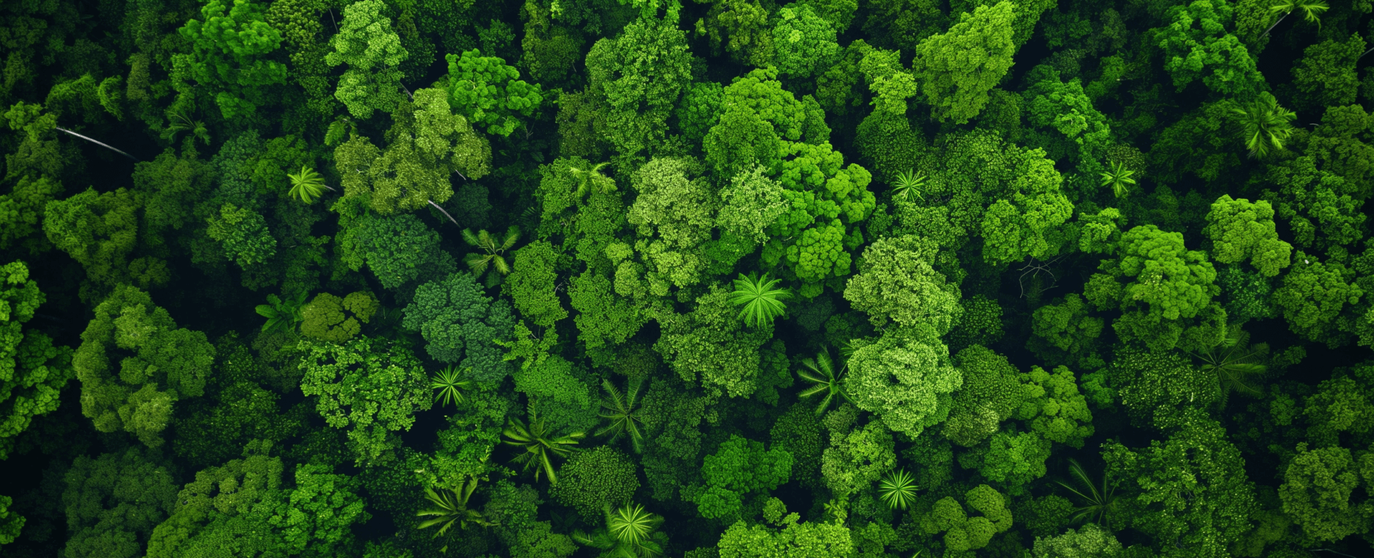 Canopy of a rain forest