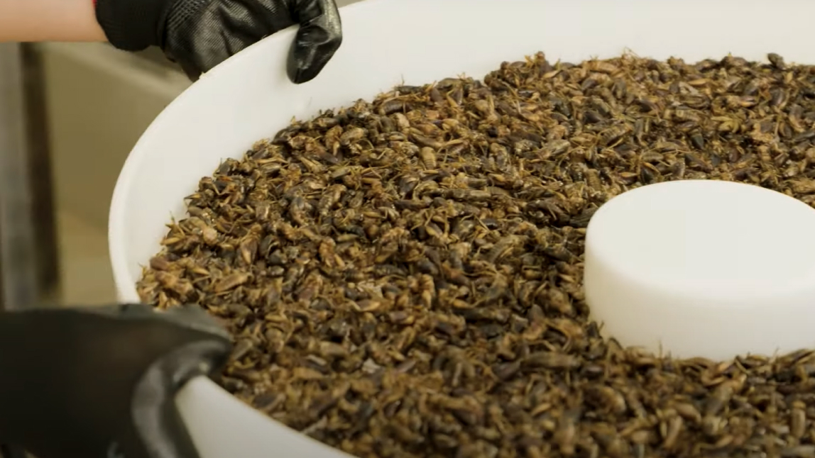 Container of insects