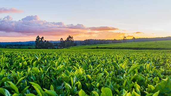 Photo of a vibrant green farmers field