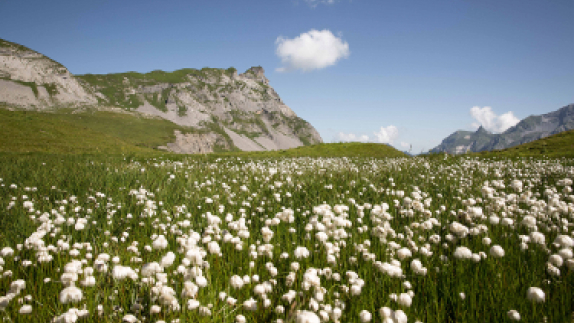 Landscape of field and mountain
