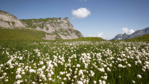 Landscape of field and mountain