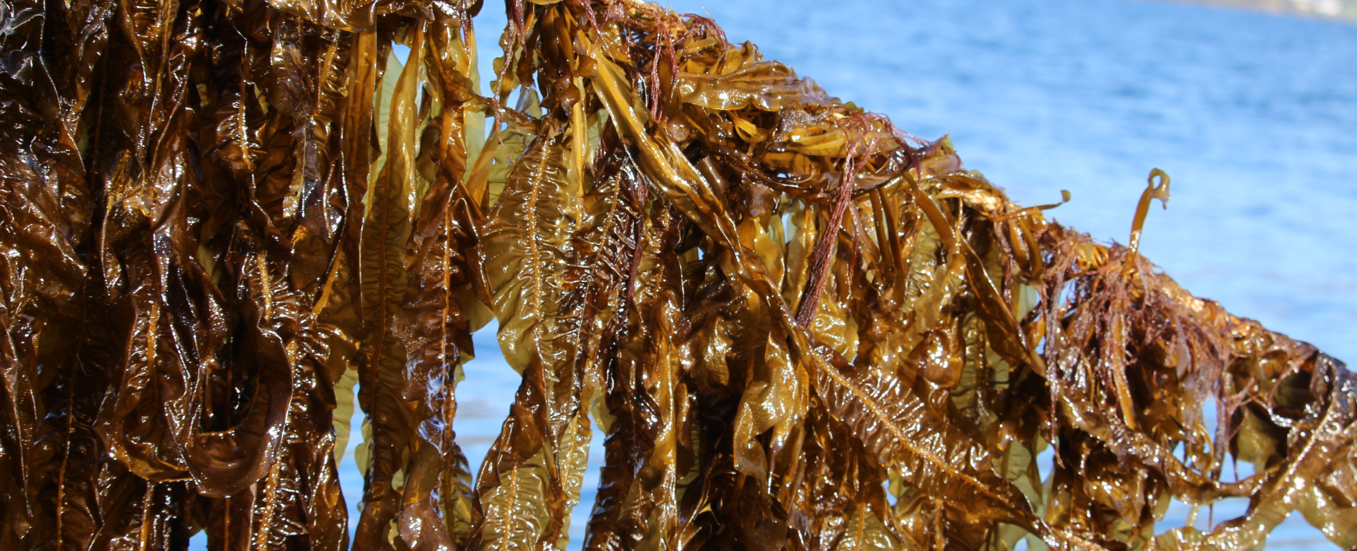 An image of seaweed.