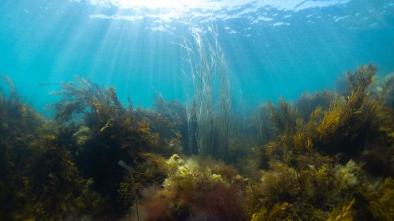 Image of the sea bed