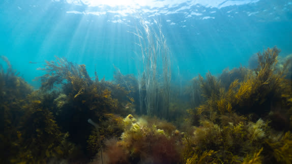Image of the sea bed