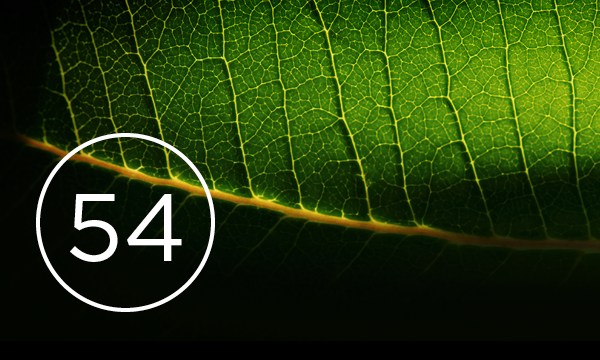 Close up photo of leaf with number '54' in bottom left