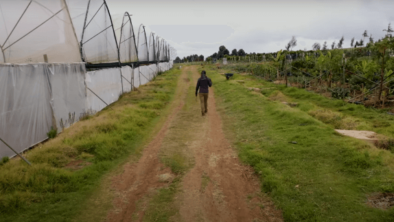 Person walking on a farm