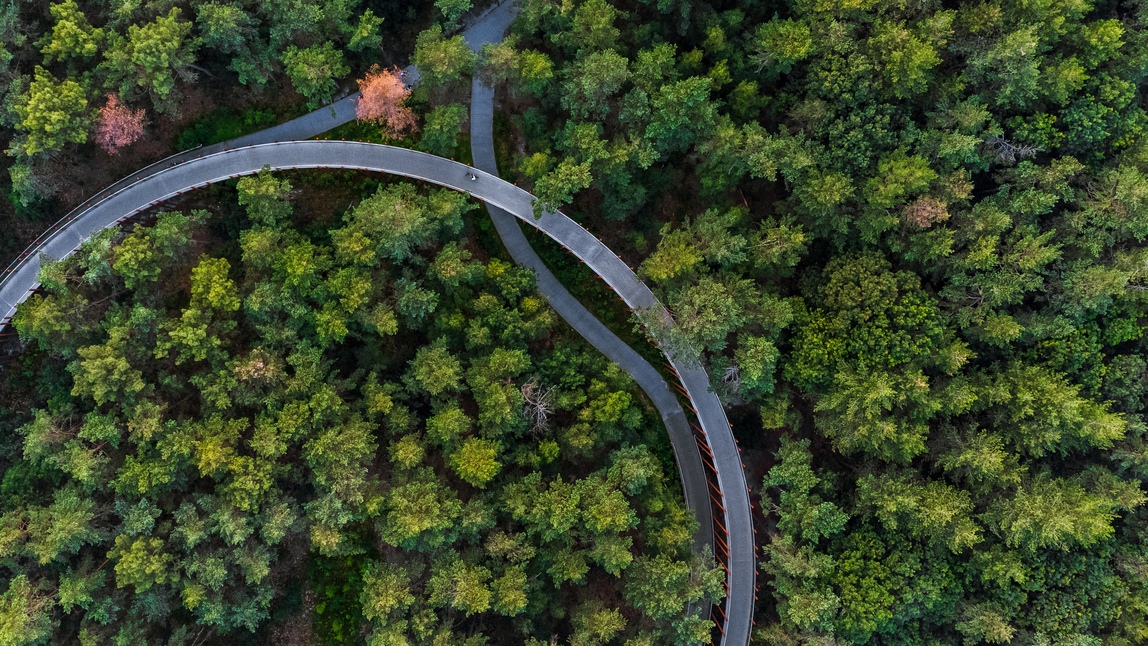 birds eye view of trees