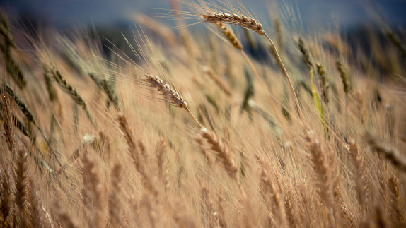 Cornfield