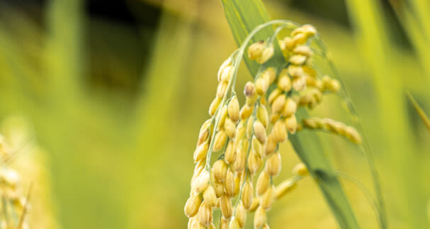 Photo of rice crop