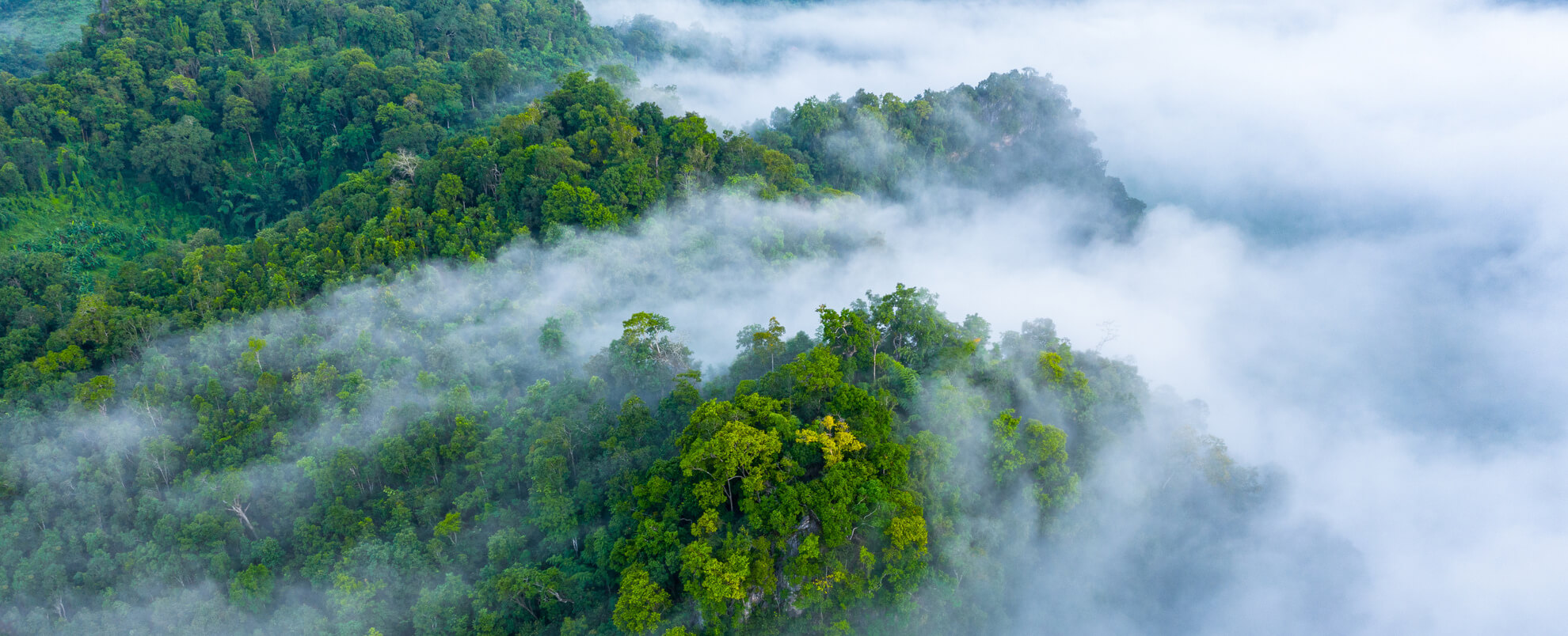 Latin American landscape