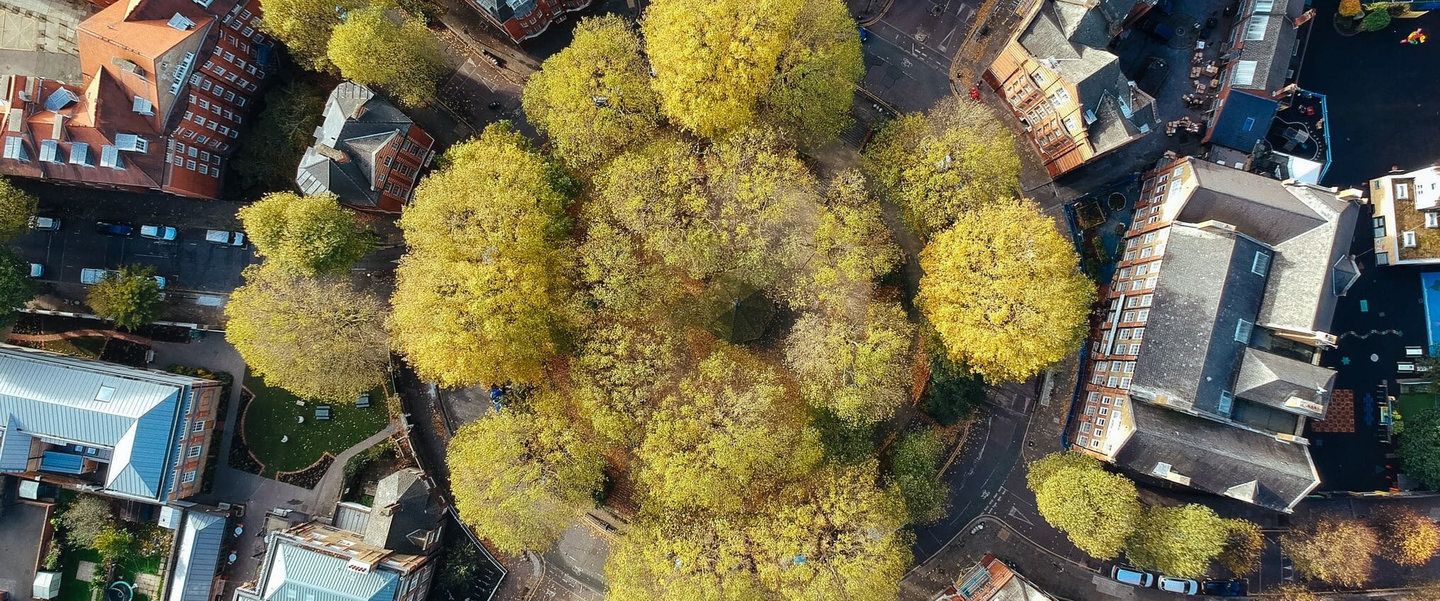 Birds eye view of tree and city