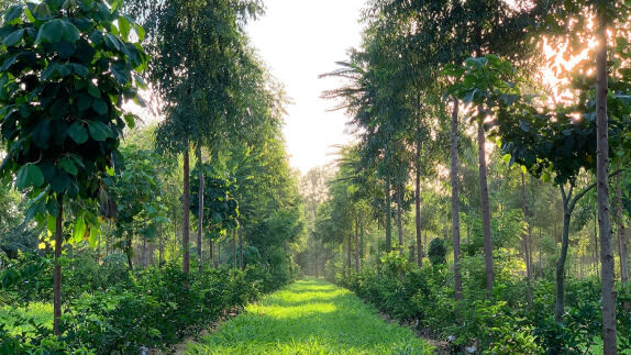 Trees and fields