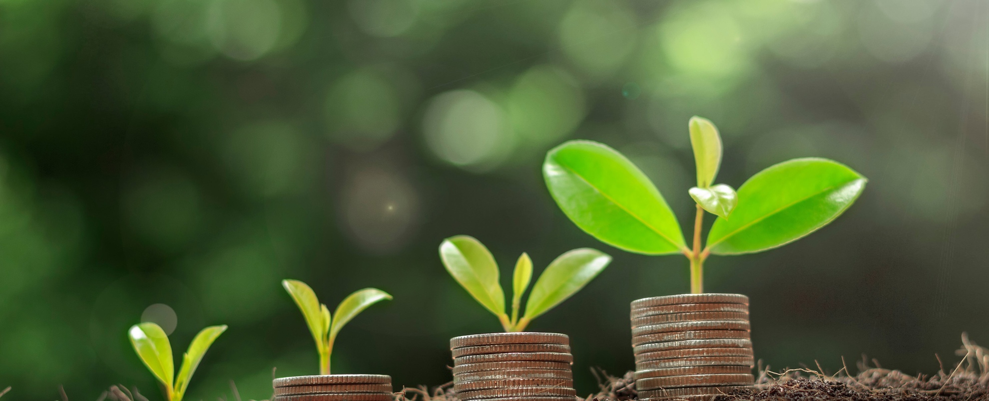 Plant growing step on coins. concept finance and accounting. The coins are stacked on the ground and the seedlings are growing on top. Saving money and financial and business growth concept.