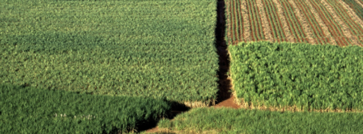 Landscape image of some fields and crops