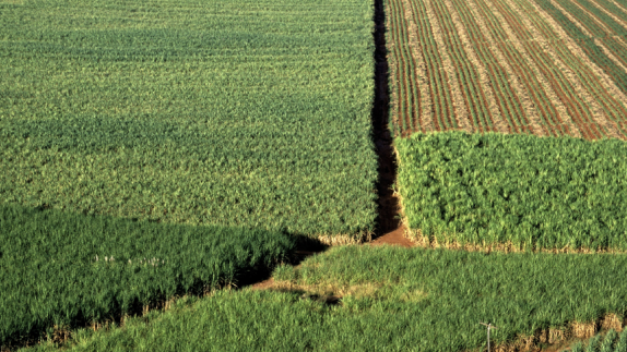 Landscape image of some fields and crops