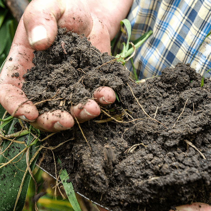 A person holding healthy soil next to grown produce