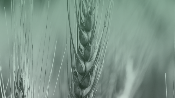 Macro image of corn