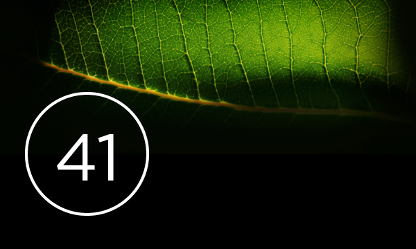 Close up of leaf with number 41