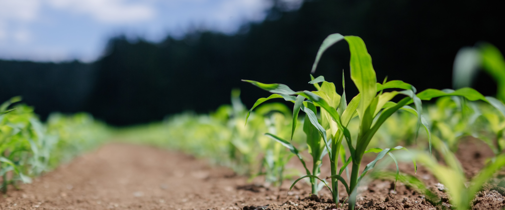 crops in soil