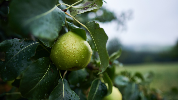 fruit growing