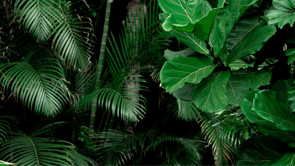 Mix of plants