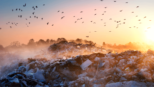 Eliminate waste and pollution