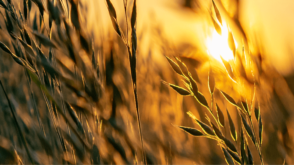 Close up of wheat in a field