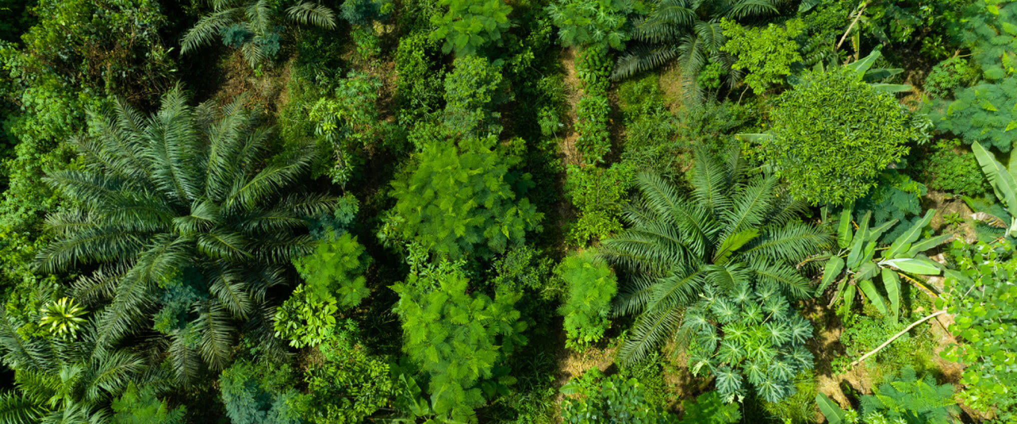 Trees from birds eye view