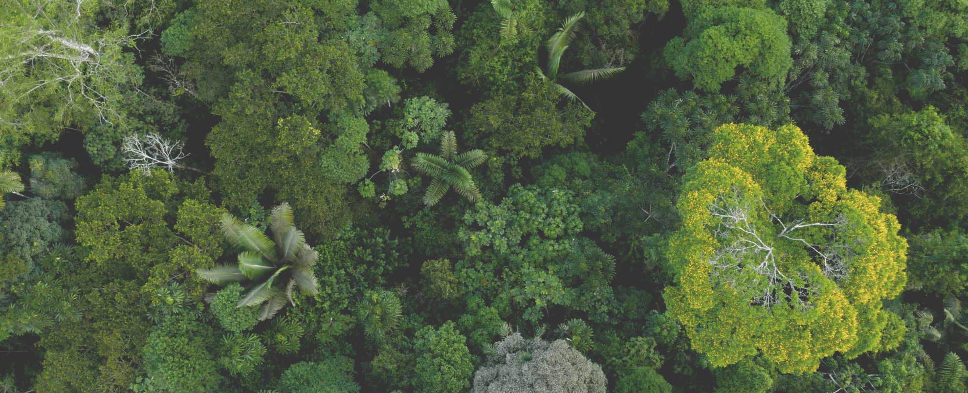 Circle pattern with pictures of a forest and ocean inside