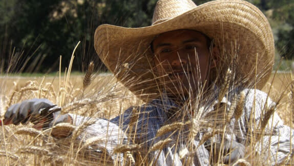 Man in crop field