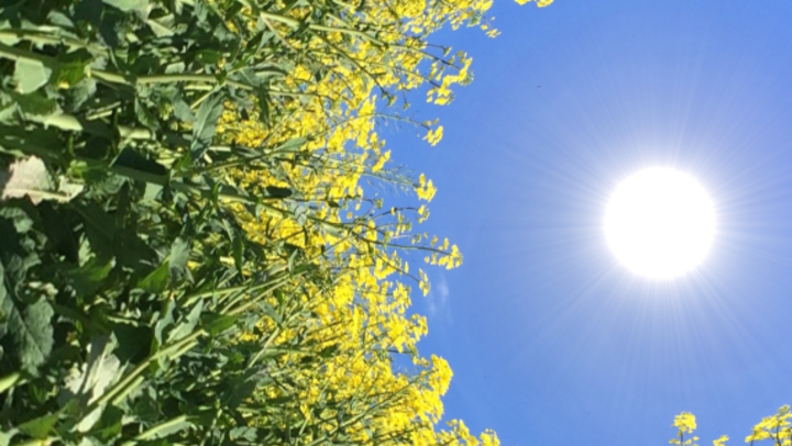 农作物抬头望着太阳，形成一个圆圈的抽象图像。