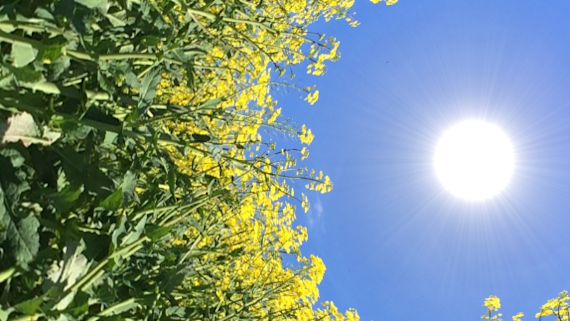 Abstract image of crops looking up at the sun, forming a circle.