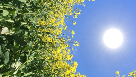 Abstract image of crops looking up at the sun, forming a circle.