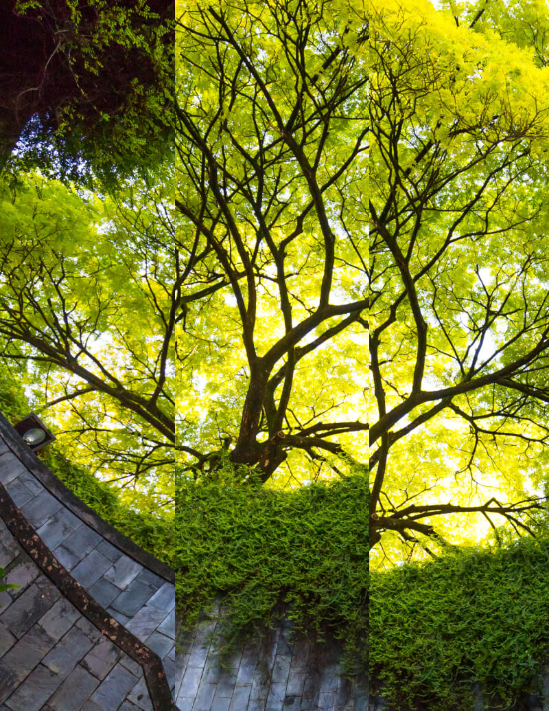 Trees