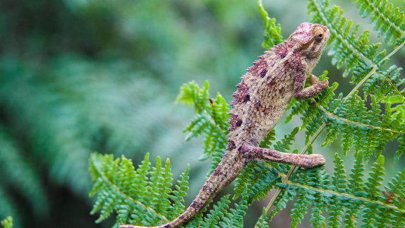 Animal on leaf