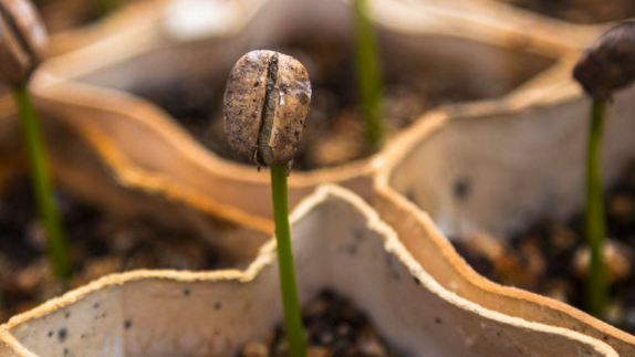 Seeds in paper pots