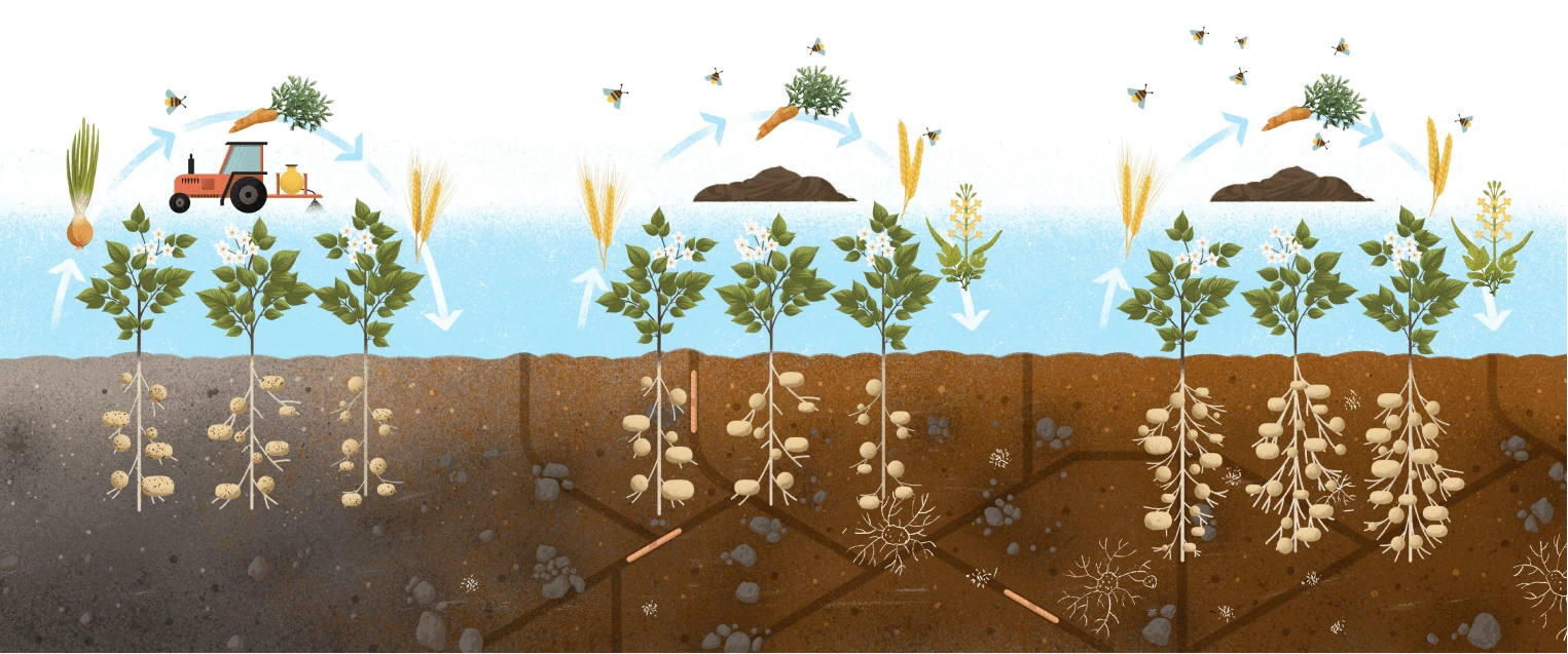 Illustration of soil 