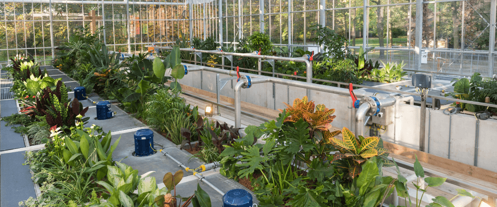 Plants in greenhouse