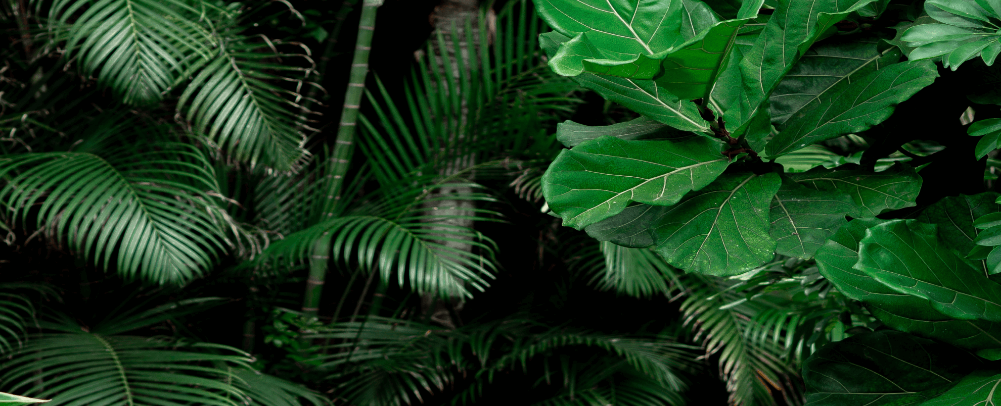 Mix of plants