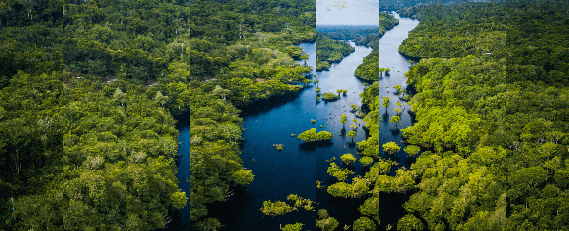 Rain forest with river running through