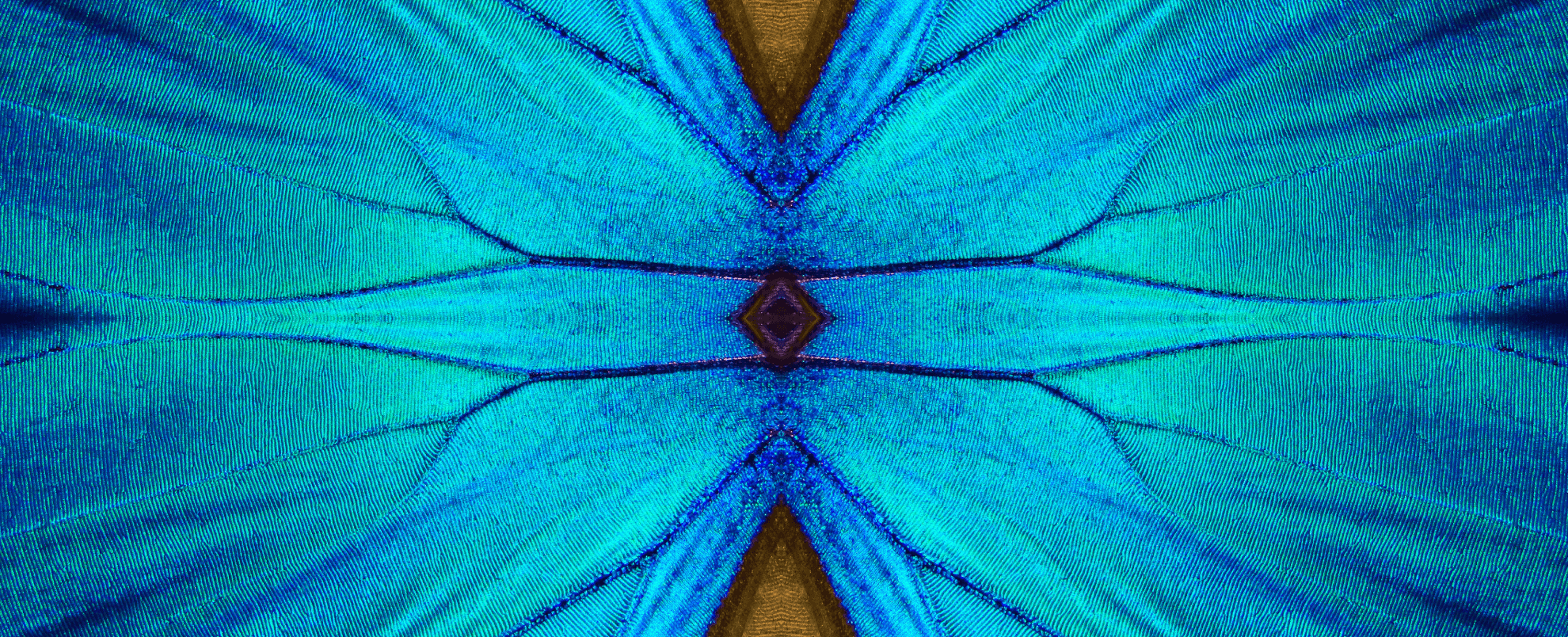 Close up of butterfly wings