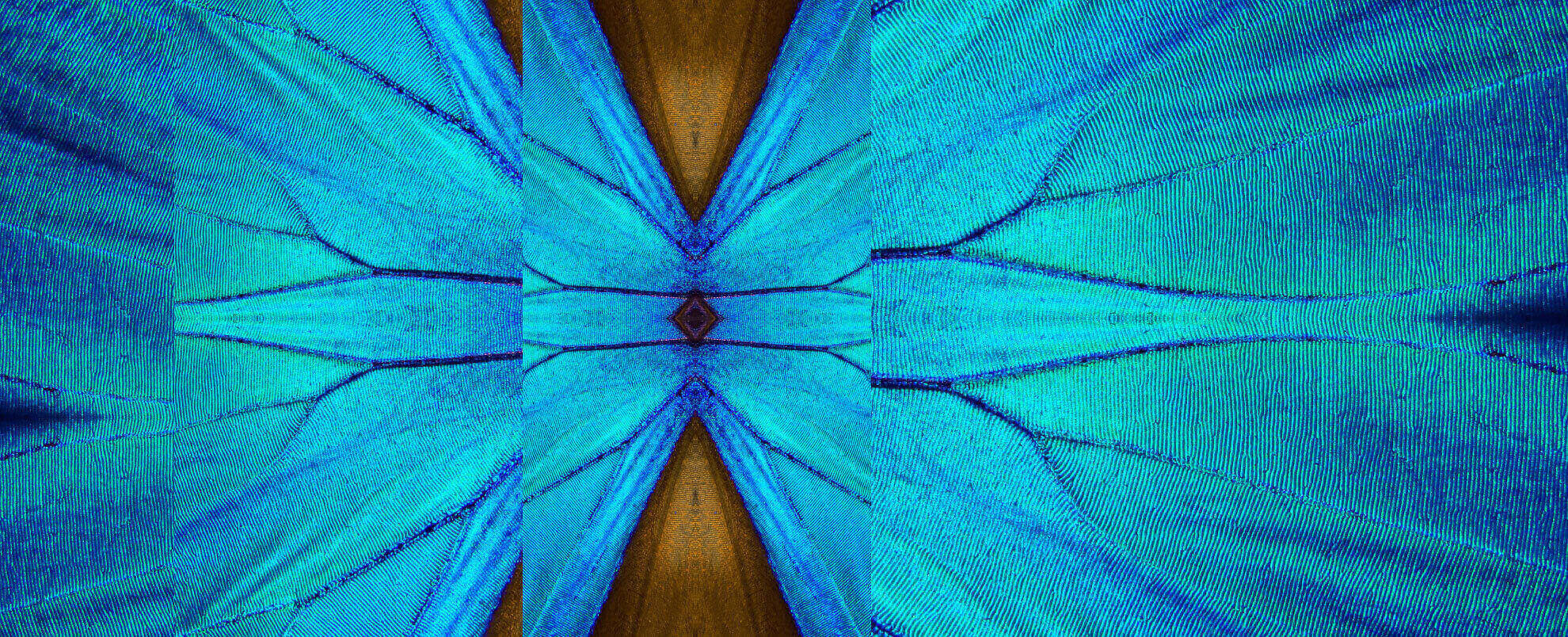 Close up of butterfly wings